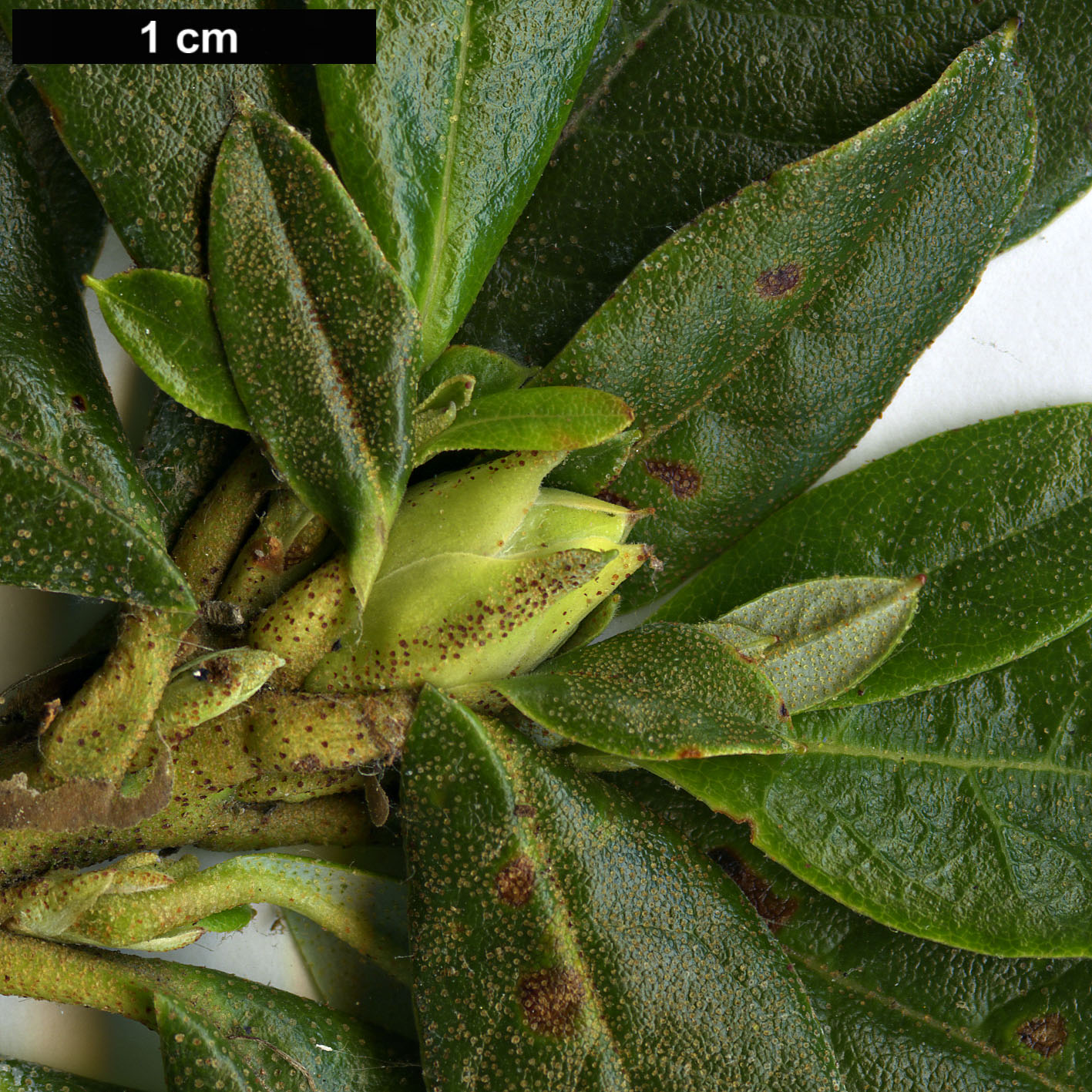 High resolution image: Family: Ericaceae - Genus: Rhododendron - Taxon: charitopes - SpeciesSub: subsp. charitopes